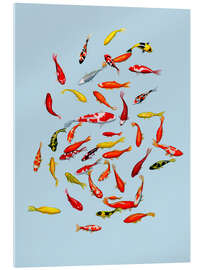 Tableau en verre acrylique Koi fish on pale blue - Kate Kingdom