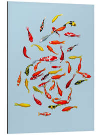 Tableau en aluminium Koi fish on pale blue