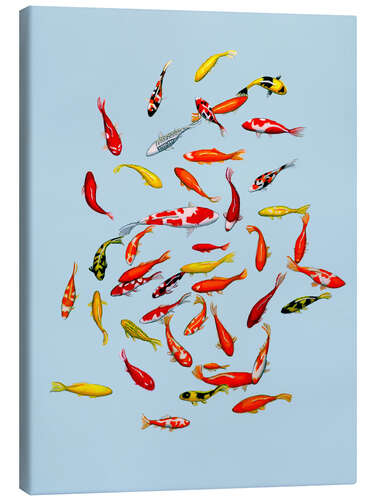 Canvas print Koi fish on pale blue
