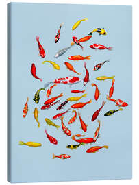 Obraz na płótnie Koi fish on pale blue - Kate Kingdom