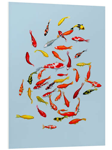 Foam board print Koi fish on pale blue
