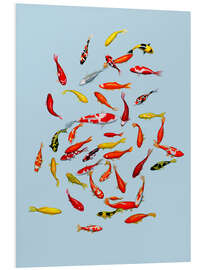 Foam board print Koi fish on pale blue - Kate Kingdom