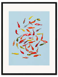 Framed art print Koi fish on pale blue