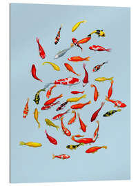 Gallery Print Koi Fische auf Blau