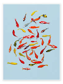 Billede Koi fish on pale blue - Kate Kingdom