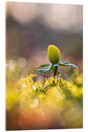 Quadro em acrílico Dance Into Spring Winter Aconite - Moqui, Daniela Beyer