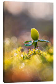 Lienzo Dance Into Spring Winter Aconite - Moqui, Daniela Beyer