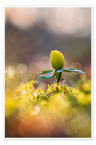 Poster Dance Into Spring Winter Aconite