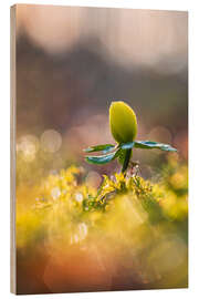 Holzbild Tanz in den Frühling mit Winterlingen - Moqui, Daniela Beyer