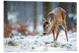 Cuadro de metacrilato Fawn in the winter forest - Christian Müringer