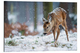 Tableau en aluminium Fawn in the winter forest - Christian Müringer