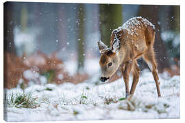 Obraz na płótnie Fawn in the winter forest - Christian Müringer