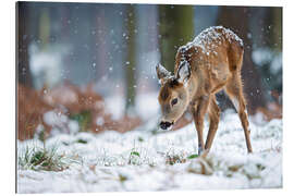 Gallery Print Rehkitz im Winterwald
