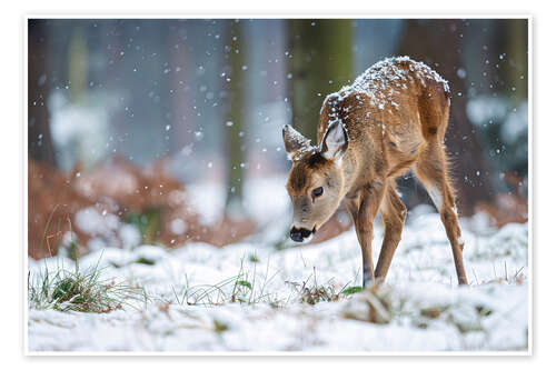 Poster Rehkitz im Winterwald