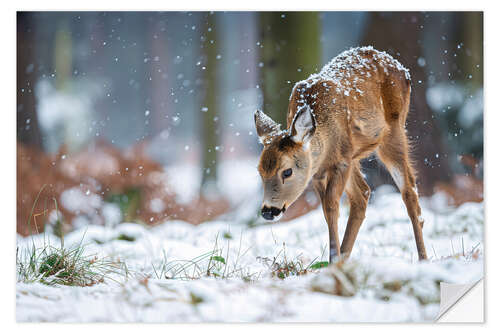 Wall sticker Fawn in the winter forest