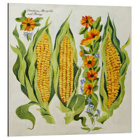 Alubild Mais- und Markblüten - Jennifer Abbott