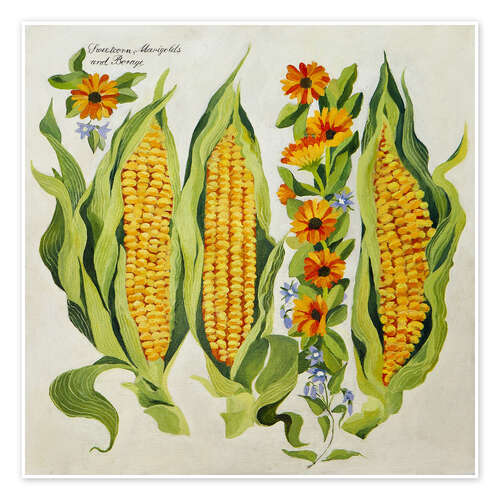 Póster Corn and marrow flowers