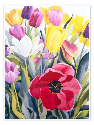 Poster Tulips