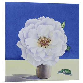 Magnettafel Weiße Rose