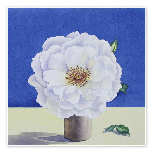 Poster White Rose