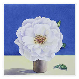Wall print White Rose - Christopher Ryland