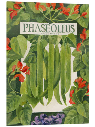 Acrylglasbild Phaseollus (Läuferbohnen)