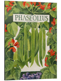 Quadro em alumínio Phaseollus (Runner Beans) - Jennifer Abbott