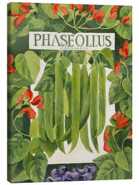 Lienzo Phaseollus (Runner Beans) - Jennifer Abbott