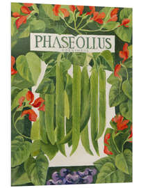Foam board print Phaseollus (Runner Beans) - Jennifer Abbott