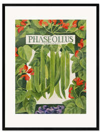 Gerahmter Kunstdruck Phaseollus (Läuferbohnen)
