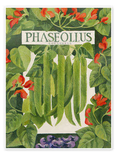 Plakat Phaseollus (Runner Beans)