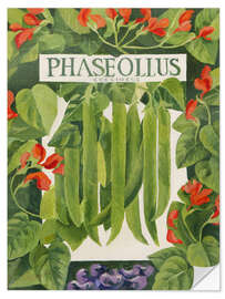 Sticker mural Phaseollus (Runner Beans)