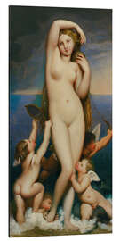 Aluminium print Venus Anadyomene - Jean-Auguste-Dominique Ingres