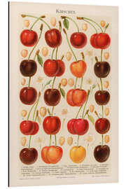 Aluminium print Cherries, illustration from the Myers Encyclopedia, 1895