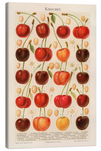 Lienzo Cherries, illustration from the Myers Encyclopedia, 1895