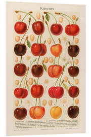 Obraz na PCV Cherries, illustration from the Myers Encyclopedia, 1895