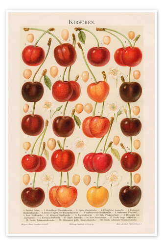 Poster Cherries, illustration from the Myers Encyclopedia, 1895
