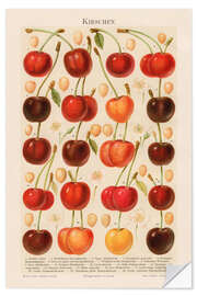 Wall sticker Cherries, illustration from the Myers Encyclopedia, 1895