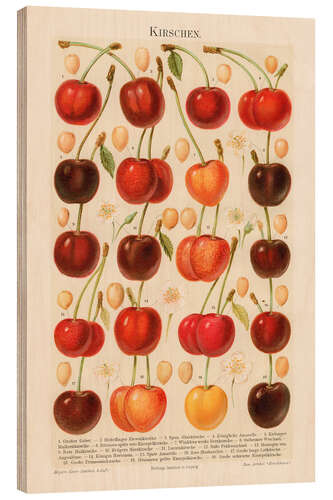 Obraz na drewnie Cherries, illustration from the Myers Encyclopedia, 1895