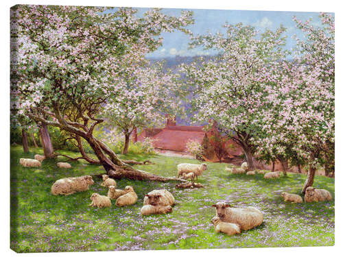 Quadro em tela Apple blossom