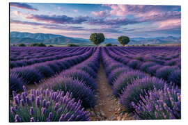Quadro em alumínio Lavender field - Mango Art