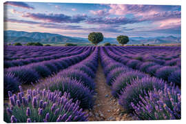 Canvas print Lavender field - Mango Art