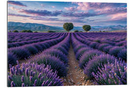 Gallery print Lavender field - Mango Art