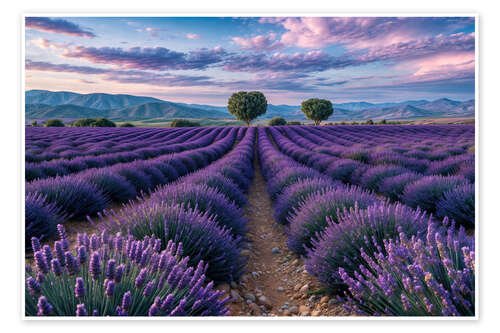 Poster Lavender field