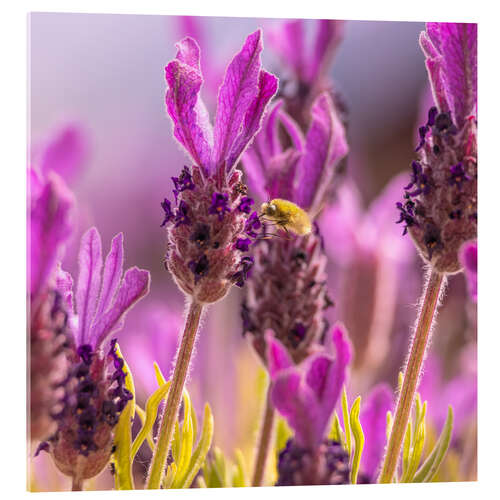 Akrylbillede Lavender scent