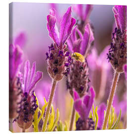 Leinwandbild Lavendel Duft - Félix Frankl