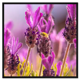 Gerahmter Kunstdruck Lavendel Duft