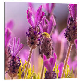 Gallery Print Lavendel Duft