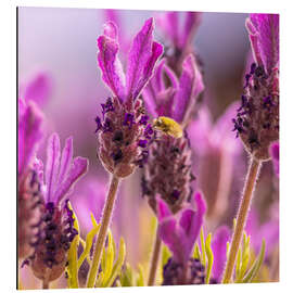 Magnettafel Lavendel Duft