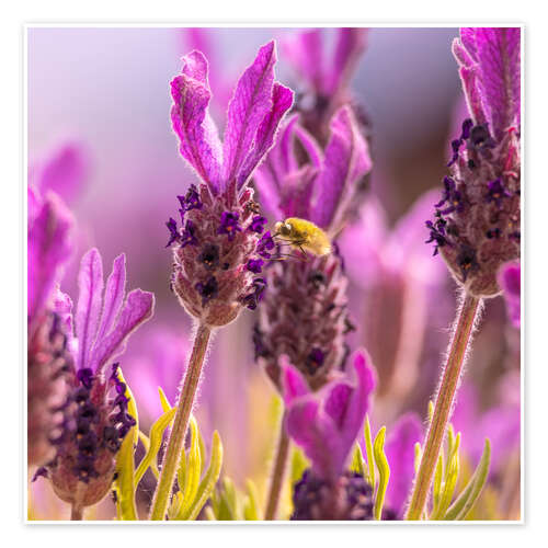 Plakat Lavender scent